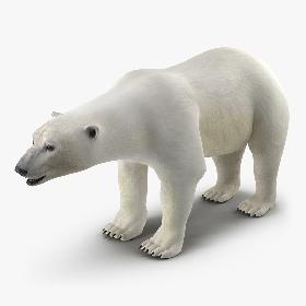 Polar Bear